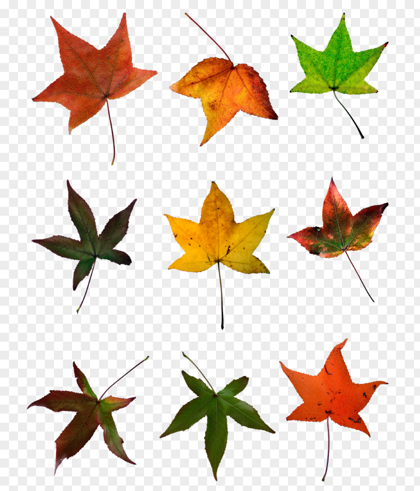 Leaves Maple Leaf Red Autumn Image PNG