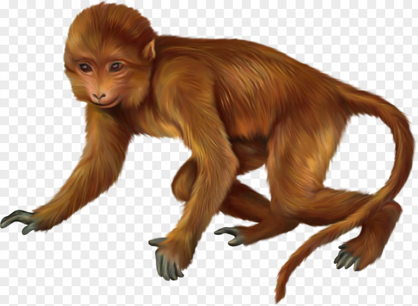 Monkey Primate Animal PNG