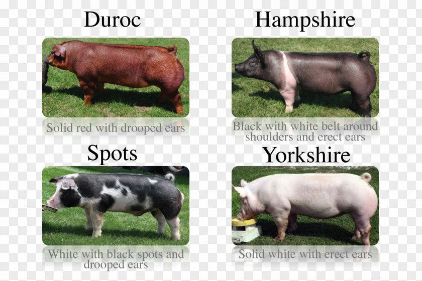 Pig Miniature Breed Chester White Oxford Sandy And Black PNG