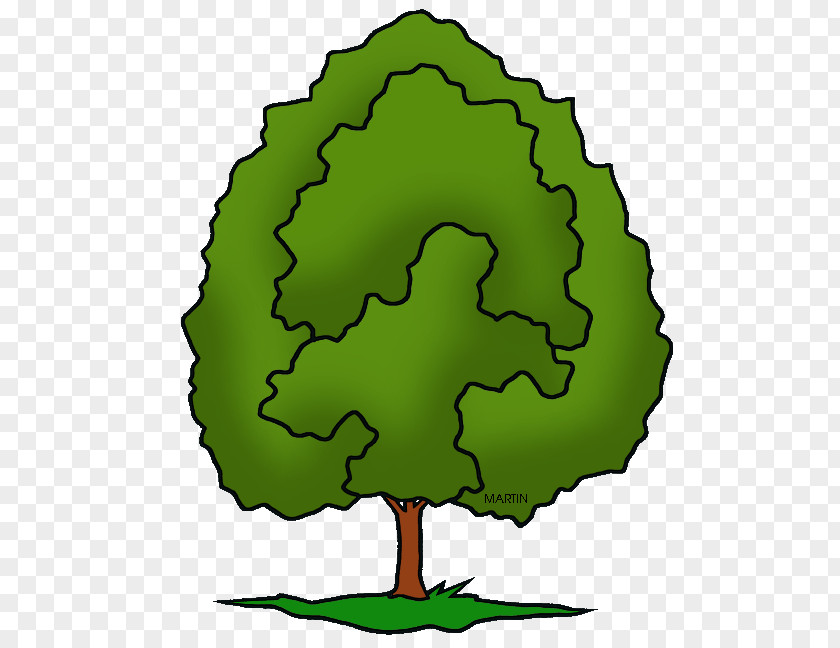 Tree Clip Art Maryland Illinois White Oak PNG