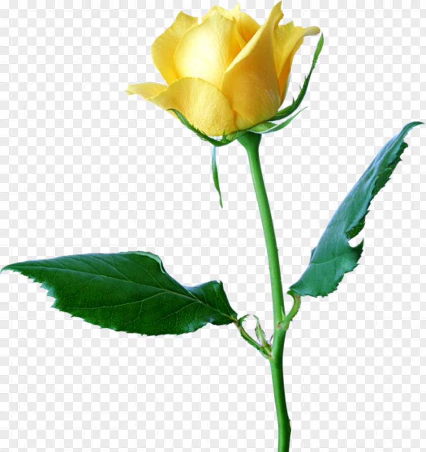 White Rose Yellow Clip Art PNG