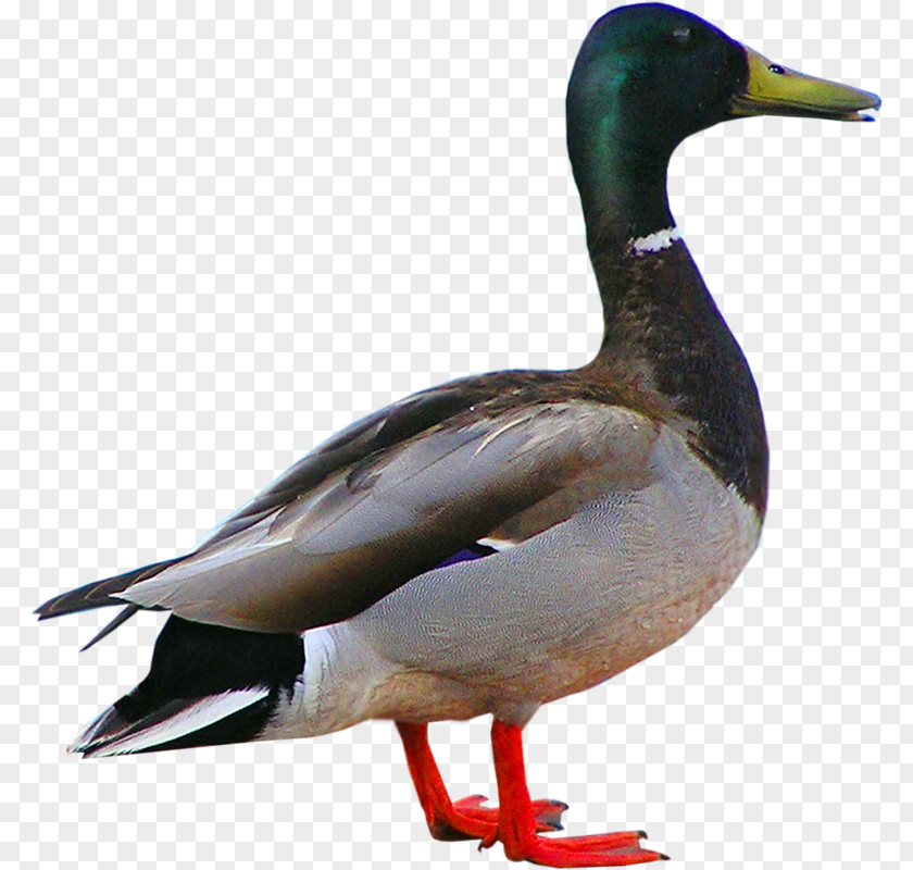 A Duck Pressed Bird Goose PNG