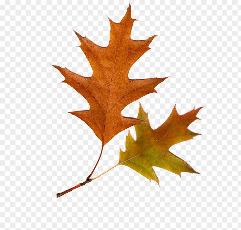 Leaf Clip Art Tree Autumn Deciduous PNG