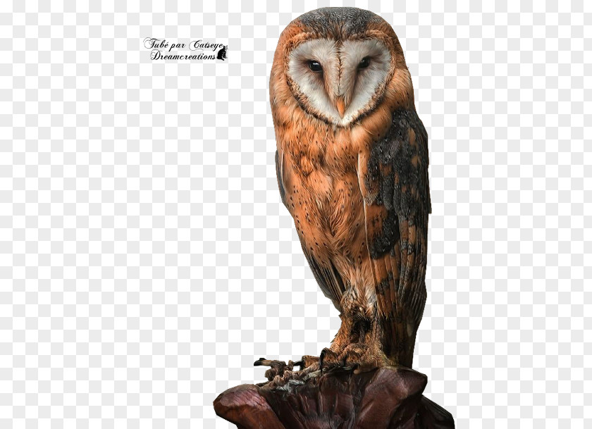 Owl Tawny Bird Great Horned Barn PNG