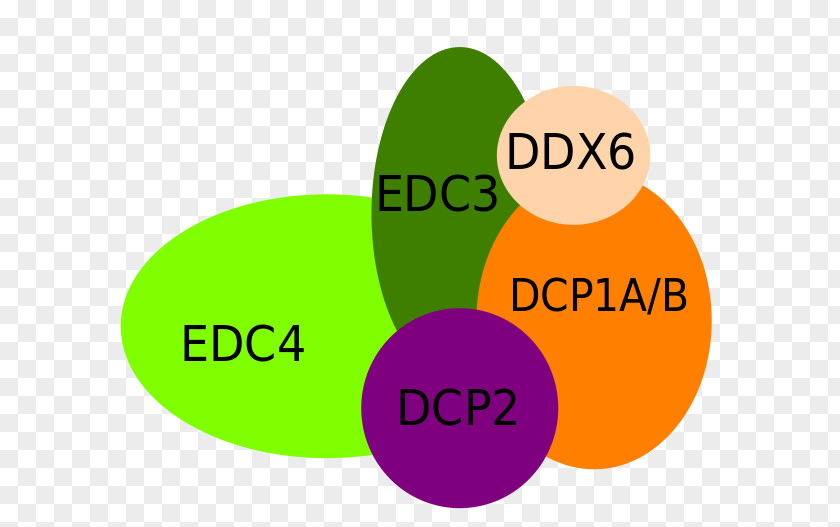 Pathways 2 Reading Writing Thinking Decapping Complex DCP1A DCP2 Messenger RNA Logo PNG