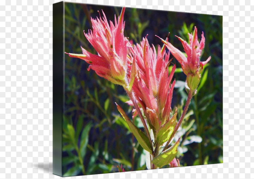 Botanical Flowers Flowering Plant Wildflower Shrub PNG