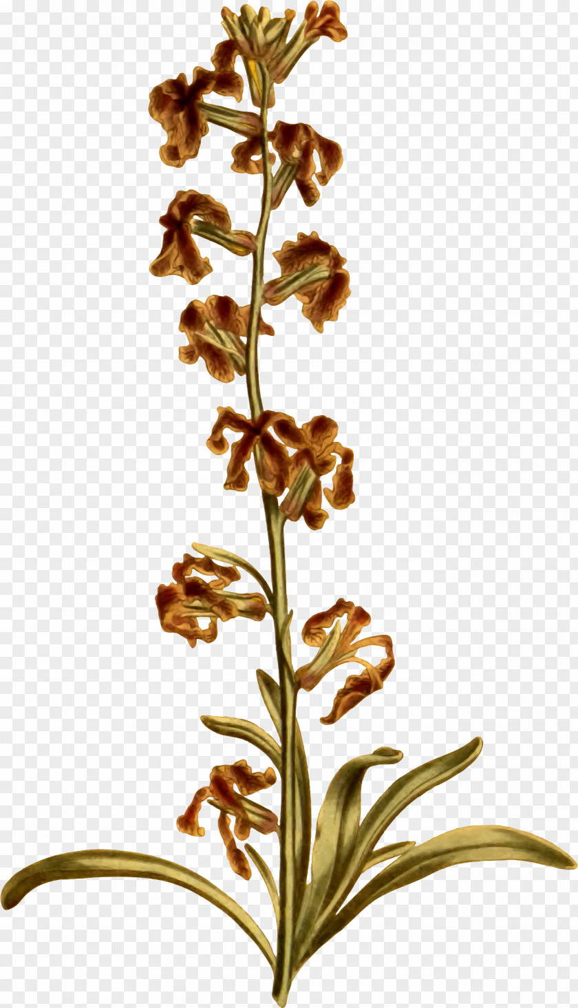 Flower Openclipart Clip Art Flowering Plant Plants PNG