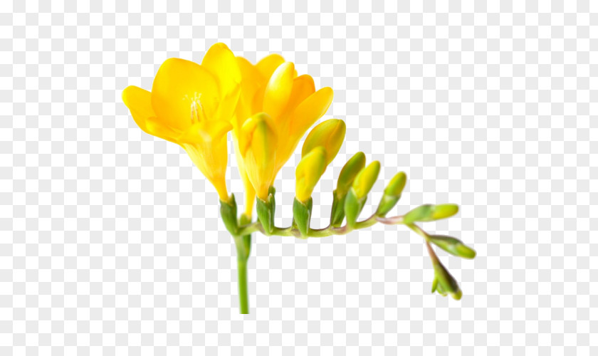 Flower Yellow Cut Flowers Petal Bouquet PNG