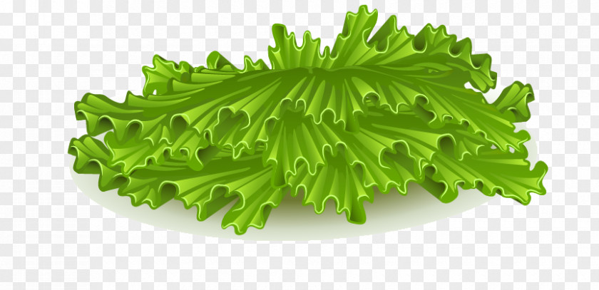 Vector Painted Vegetables Hamburger Iceberg Lettuce Vegetable PNG