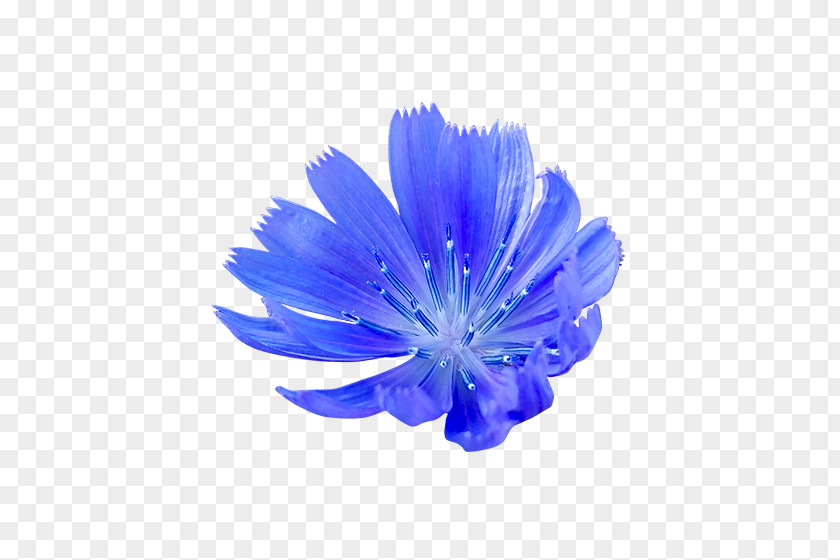 Also Cornflower Blue PNG