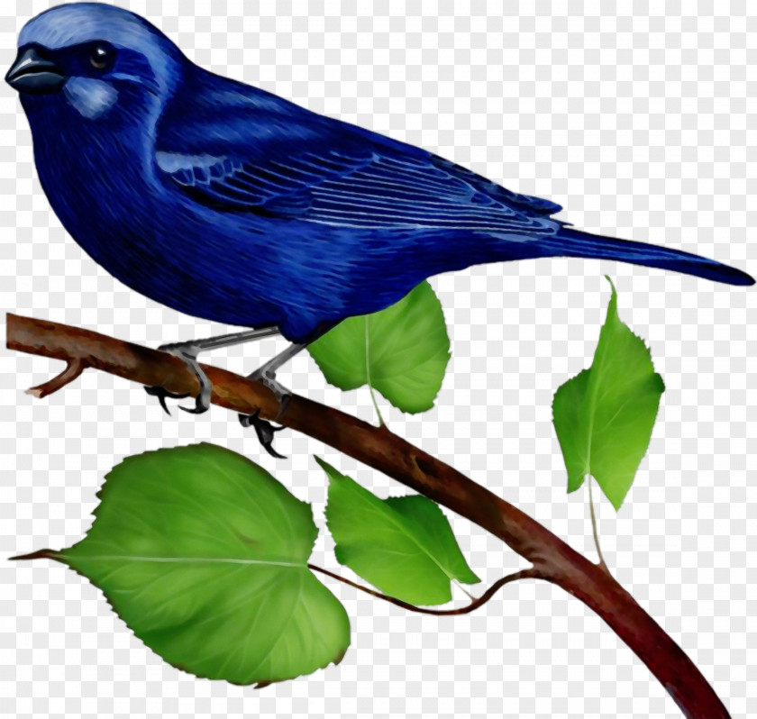 Bird Beak Indigo Bunting Perching Songbird PNG