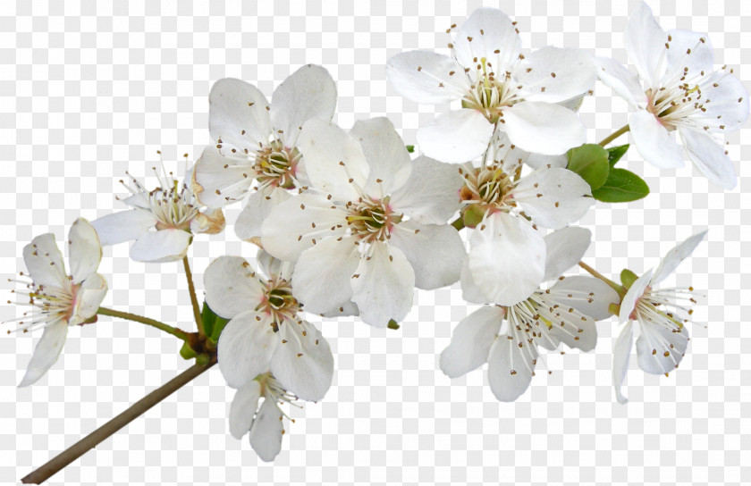 Flower Cherry Blossom Cut Flowers Petal PNG