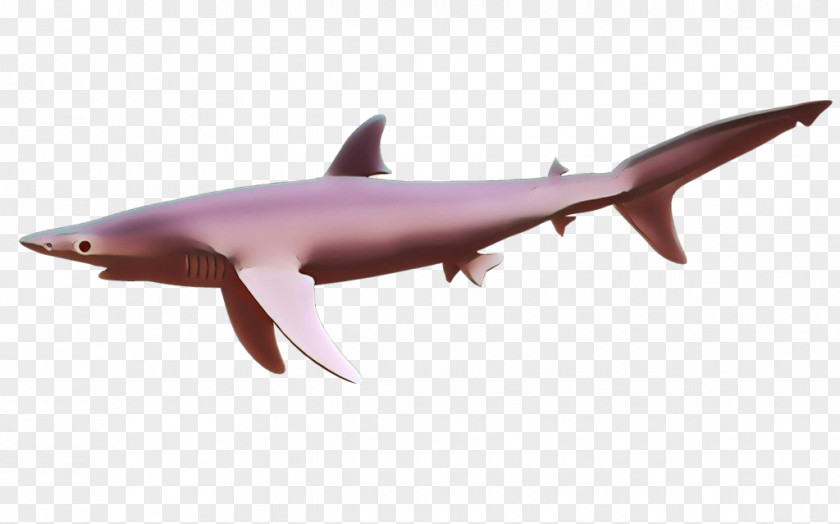 Squaliformes Carcharhiniformes Shark PNG