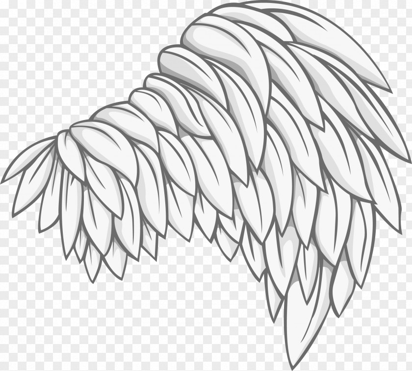 Vector Wings Bird Photography Drawing Illustration PNG