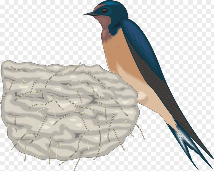 Bird Barn Swallow Clip Art PNG