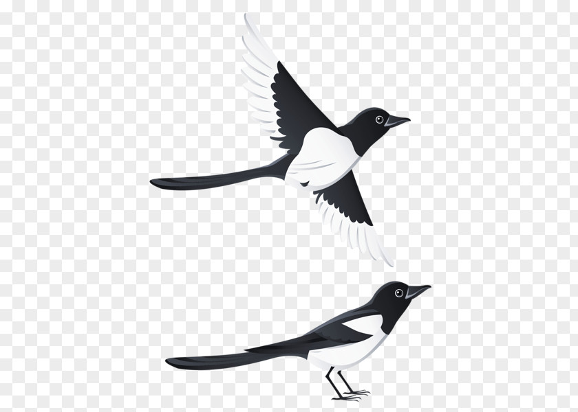 Bird Eurasian Magpie Clip Art PNG