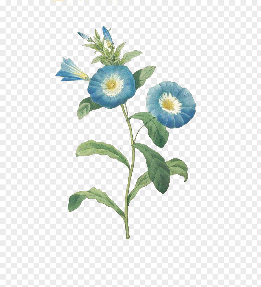 Blue Trumpet Convolvulus Tricolor Botanical Illustration Morning Glory Flower Botany PNG