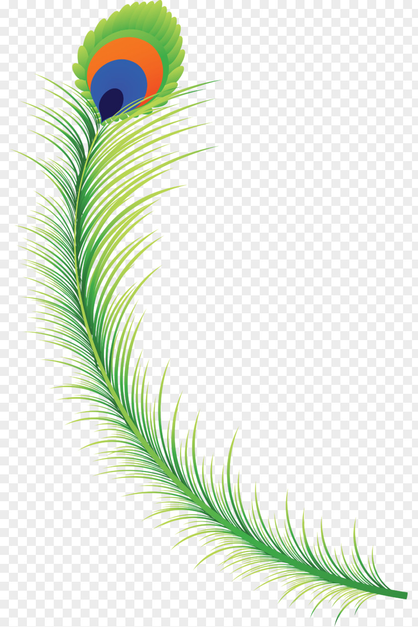 Feather Clip Art PNG