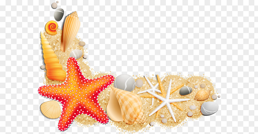 Seashell Clip Art PNG