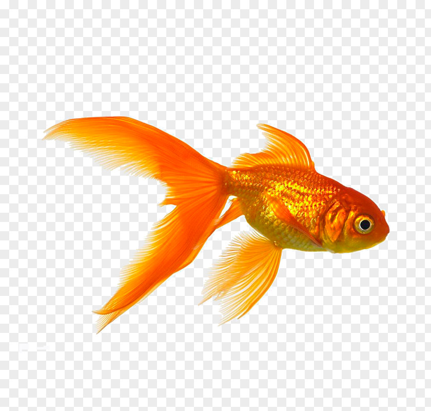 A Golden Goldfish PNG golden goldfish clipart PNG