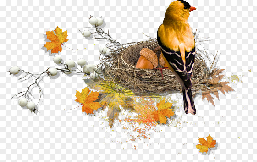 Bird Nest American Robin Clip Art PNG