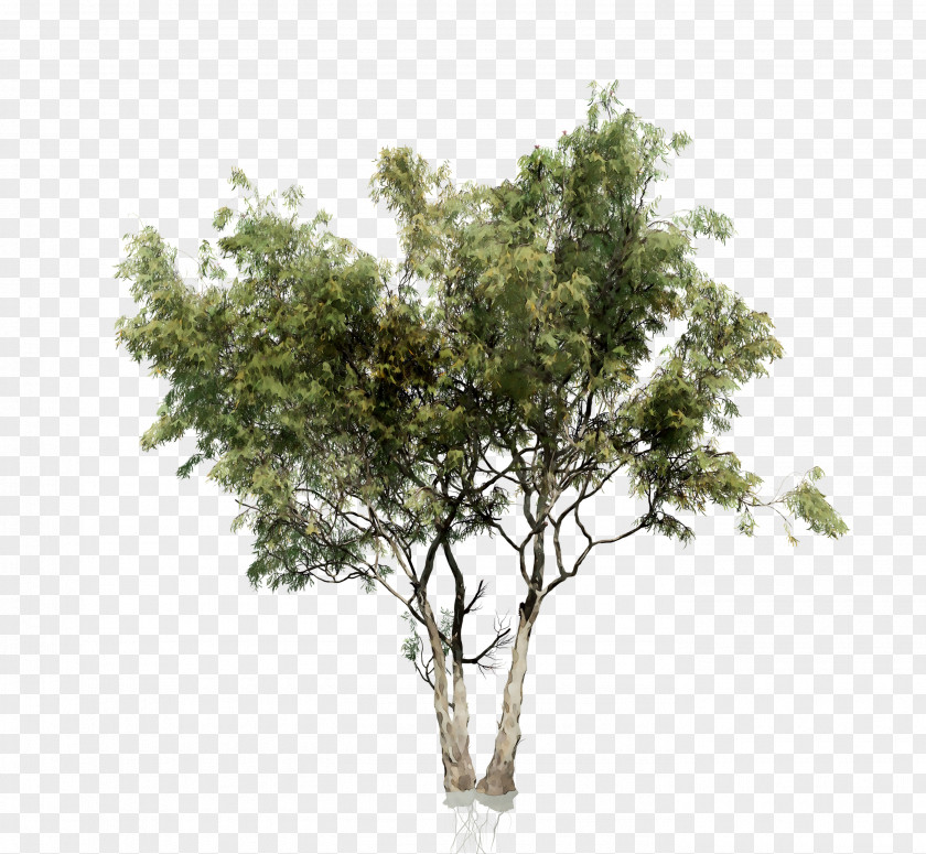 Black Locust Tree Image Vector Graphics PNG
