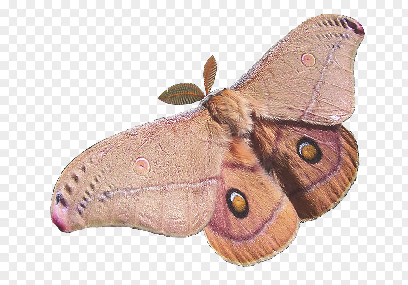 Butterfly Insect Opodiphthera Eucalypti Polyphemus Moth PNG