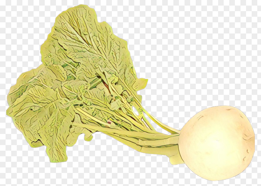 Cabbage Plant Vegetable Turnip Food Leaf Wild PNG
