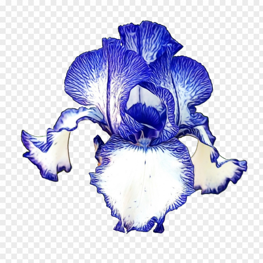 Iris Family Violet Blue Flower Petal Plant PNG