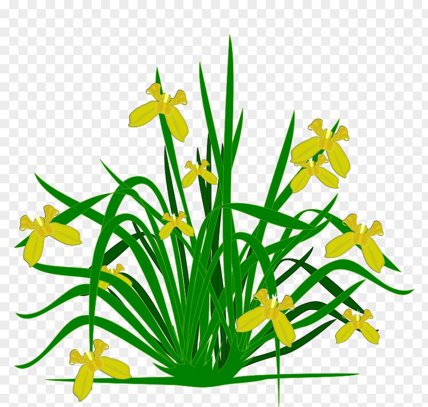 Iris Flower Croatica Northern Blue Flag Clip Art PNG