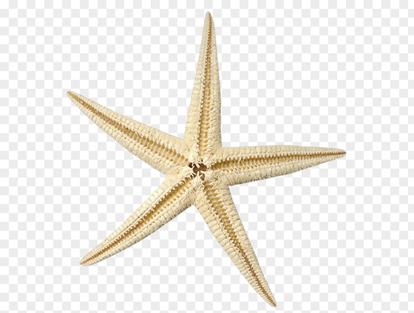 Beautiful Brown Starfish Clip Art PNG