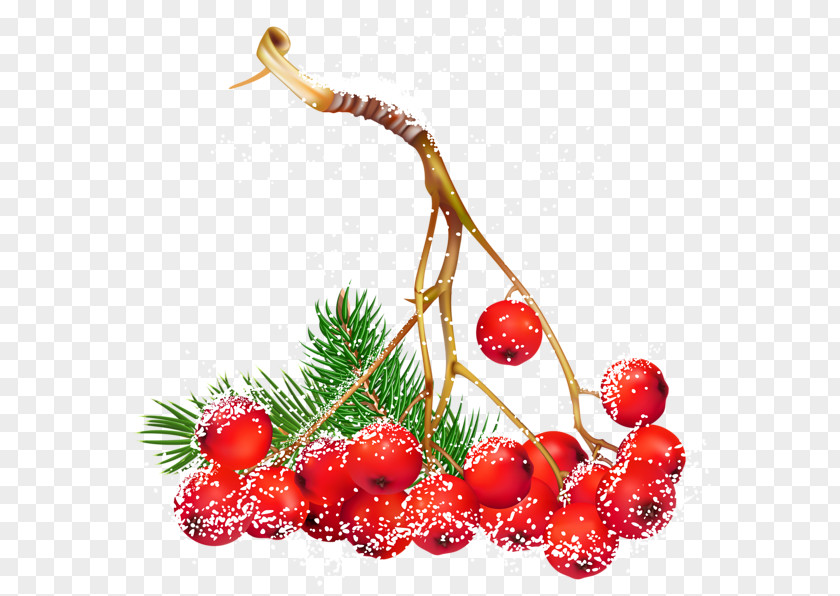 Berries Berry Christmas Clip Art PNG