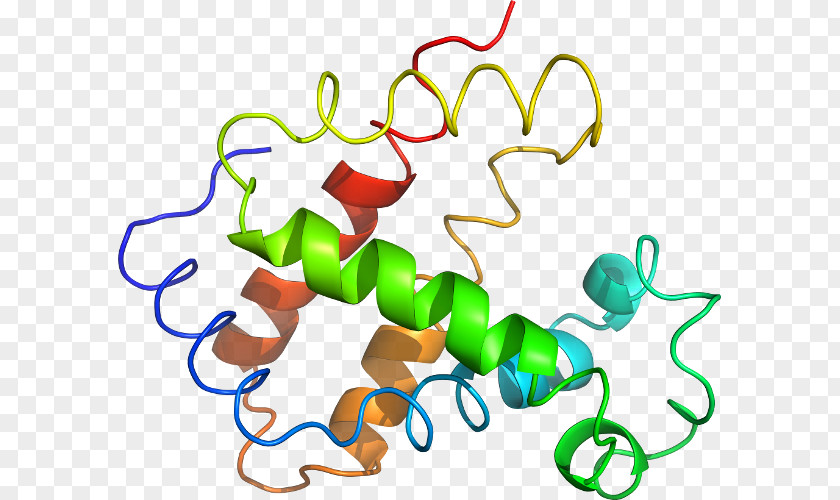 Deoxygenated Hemoglobin Molecule Clip Art Product Organism Line PNG