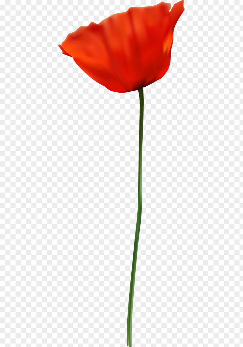 Flower Opium Poppy Red PNG