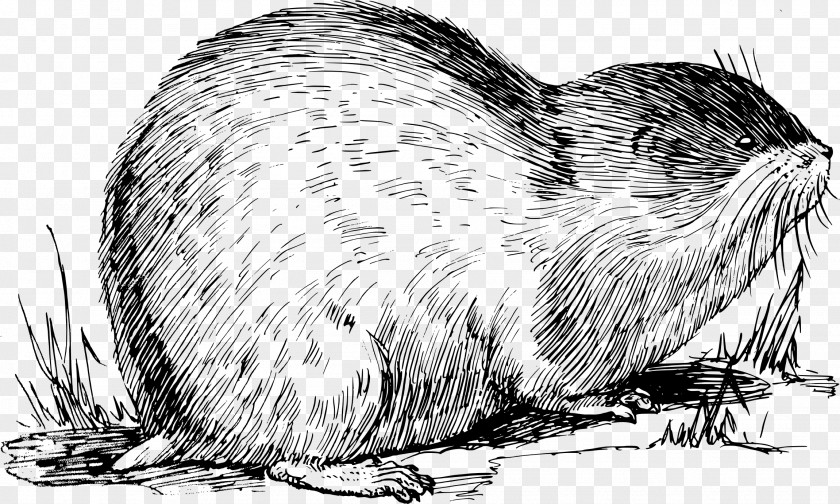 Muskrat Norway Lemming Rodent Drawing PNG