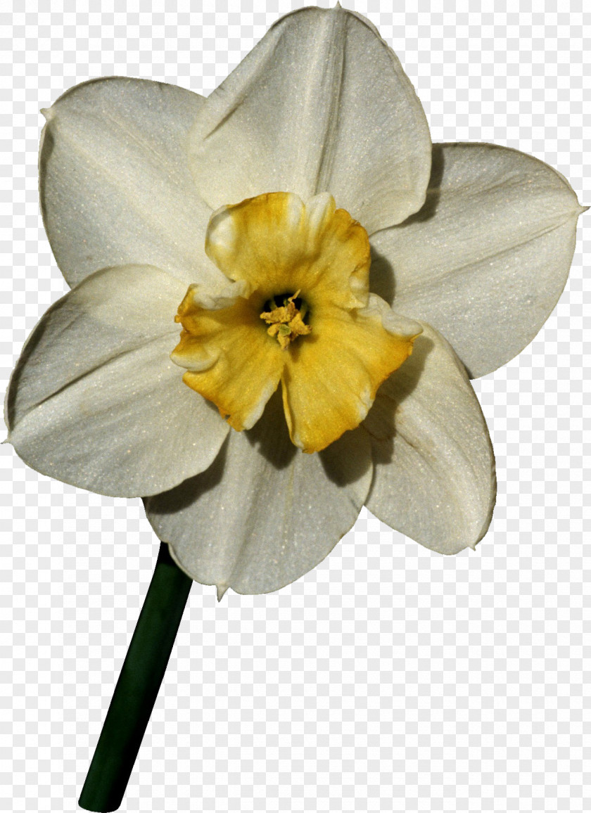 Narcissus Flower Daffodil World Petal Nature PNG