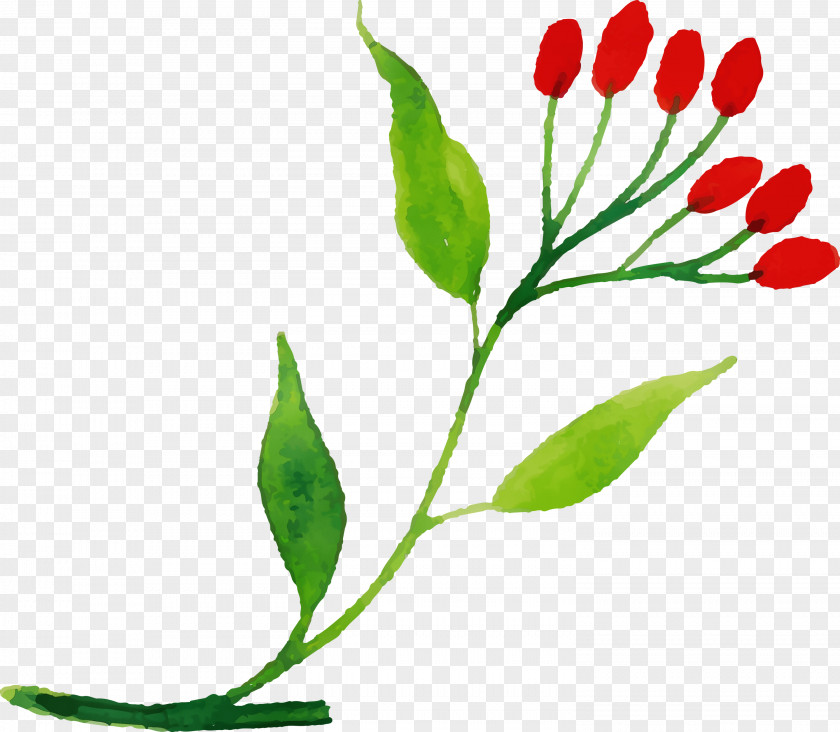 Plant Stem Leaf Cut Flowers Bud Flower PNG