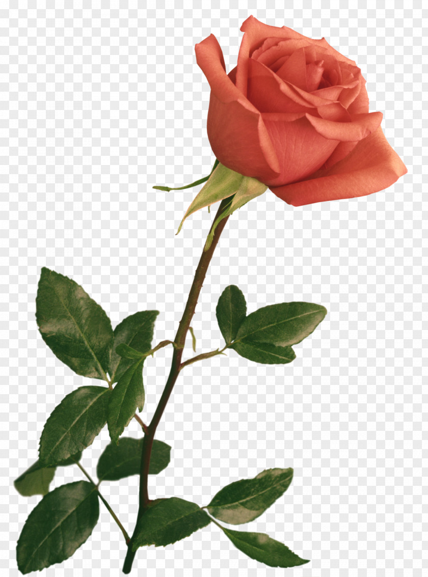 Rose Adobe Photoshop Clip Art Image PNG