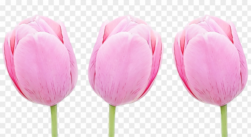 Tulip Pink Petal Flower Cut Flowers PNG