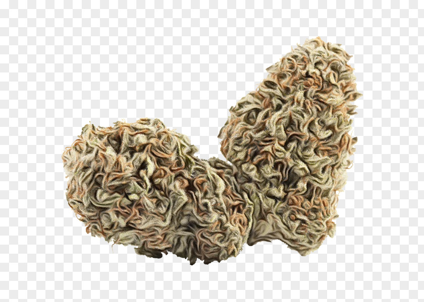 Beige Plant Dianhong PNG