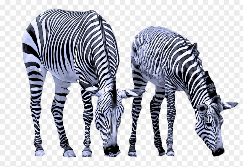 Blackandwhite Animal Figure Zebra Wildlife Black-and-white PNG