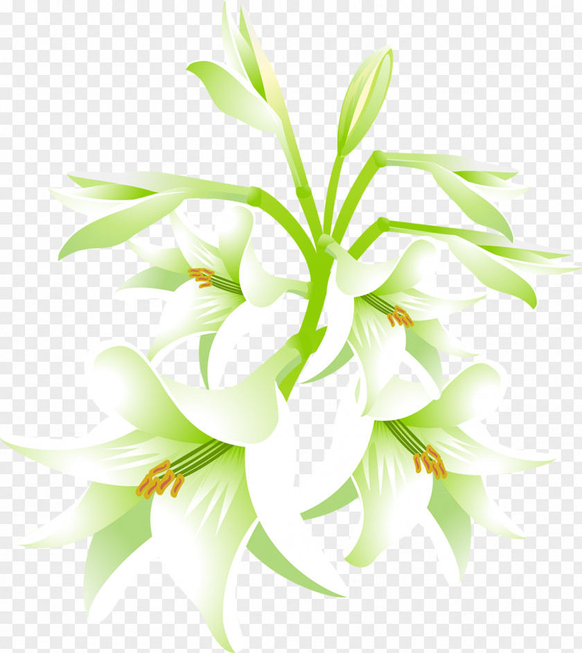 Jasmine Flower Lilium Candidum 'Stargazer' PNG