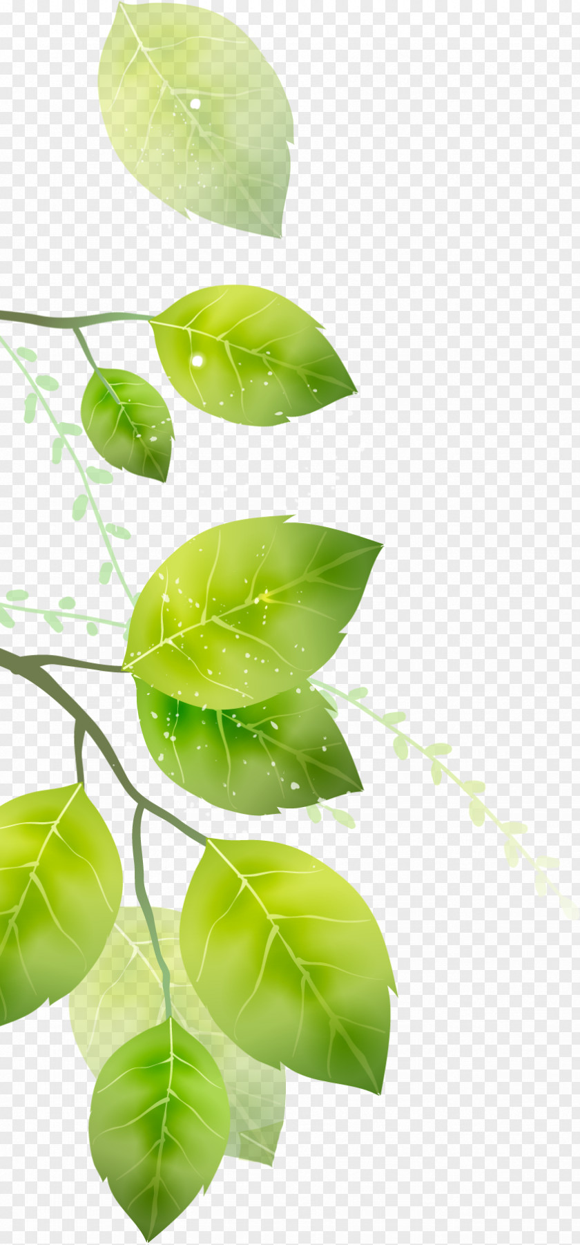 Leaves Leaf Naver Blog South Korea Product Design PNG