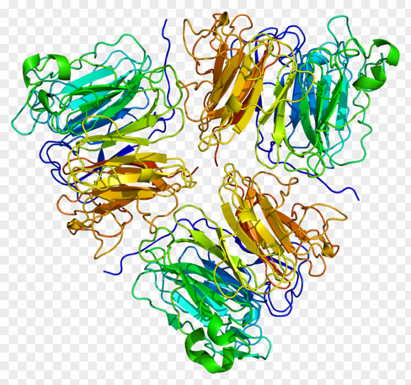 RCC1 Ran Guanine Nucleotide Exchange Factor GTP-binding Protein Regulators PNG