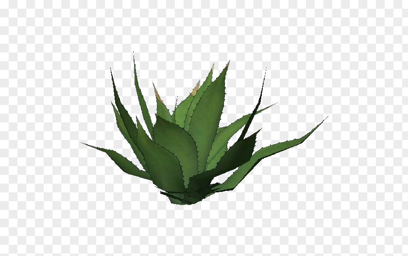 Succulent Centuryplant Agave Azul Aloe Vera Embryophyta Nectar PNG