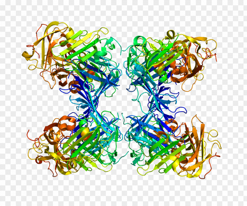 Urokinase Receptor SuPAR Cell Protein PNG