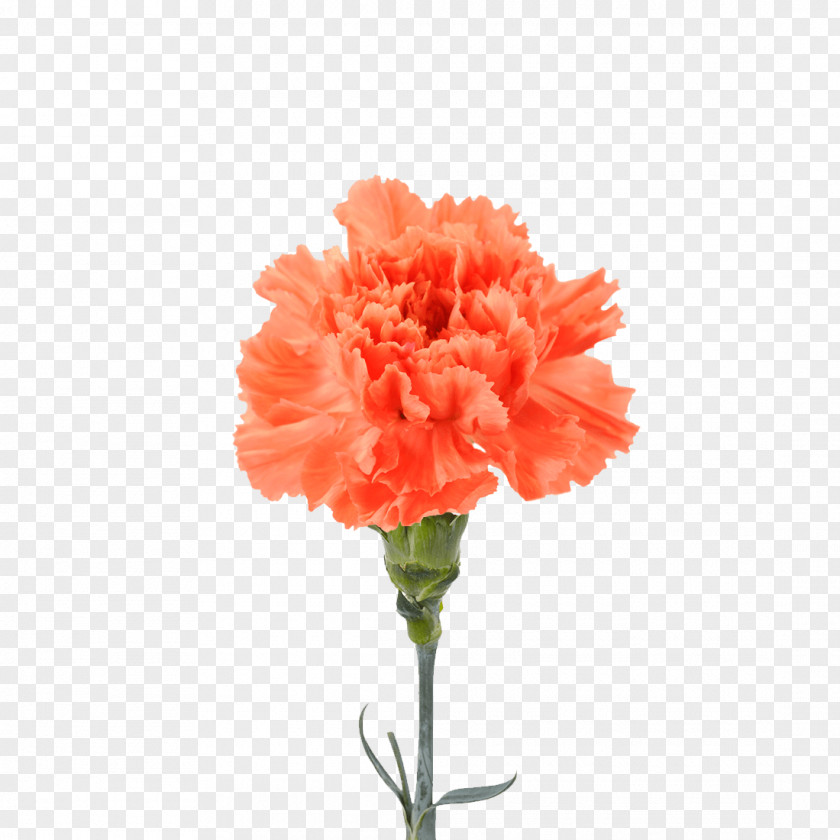Carnation Bouquet Clip Art Image Transparency PNG