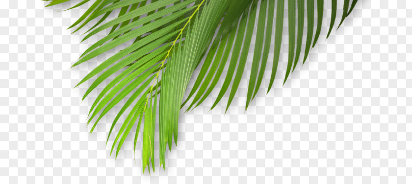 Leaf Plant Stem Tropical Climate Tropics PNG