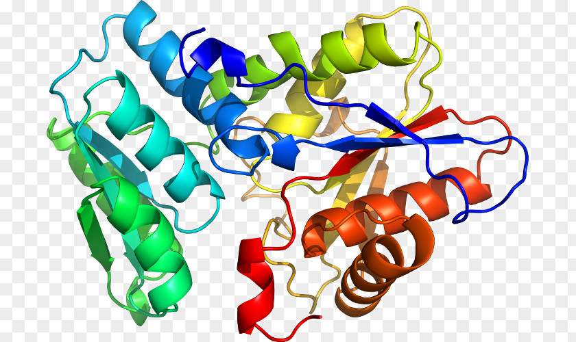 Tryptophan Synthase Enzyme Pyridoxal Phosphate Clip Art PNG