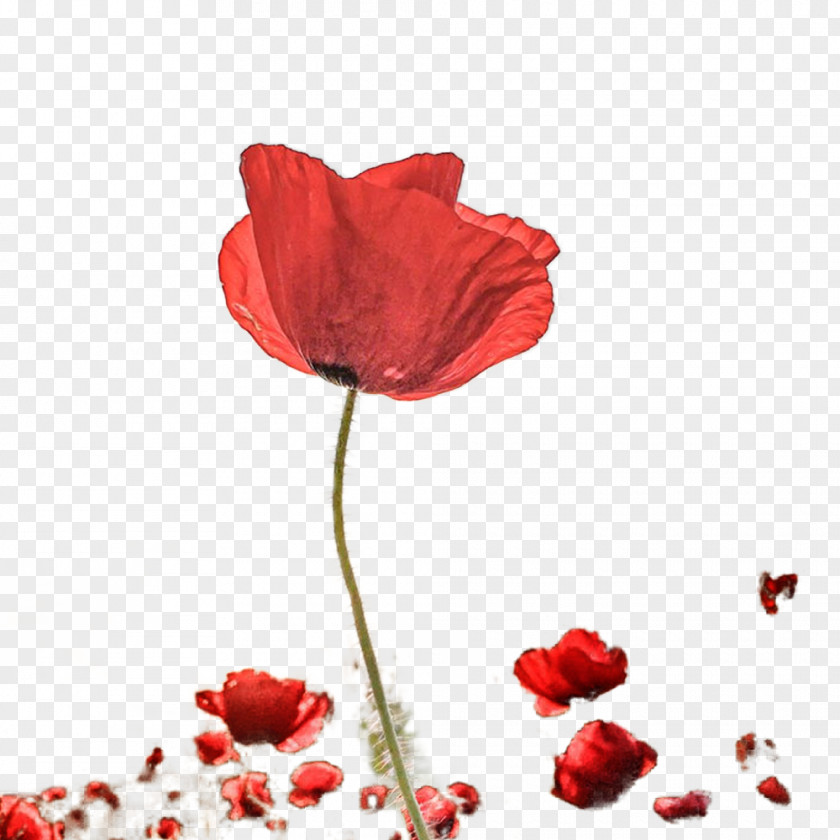 Vector Beautiful Red Rose Photography Petal Poppy PNG